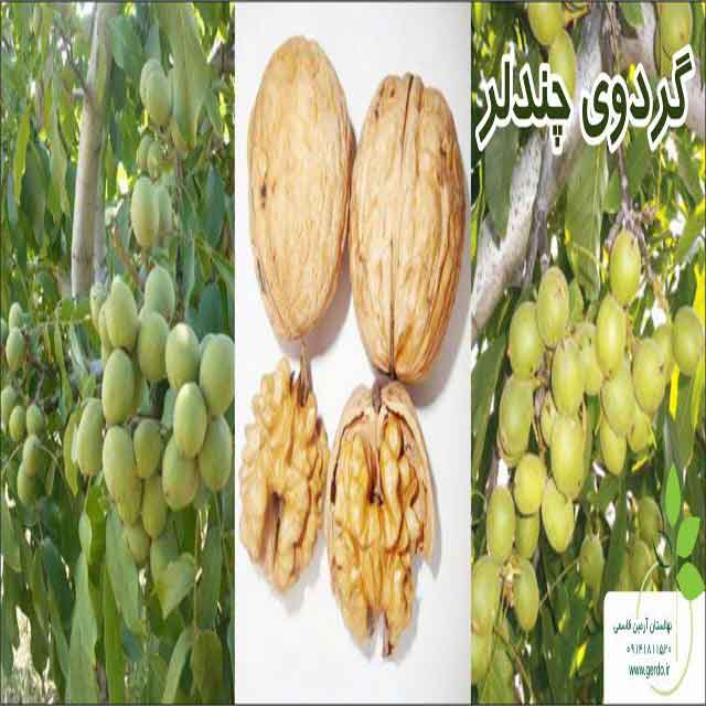تصاویر نهال گردو چندلر پیوندی
