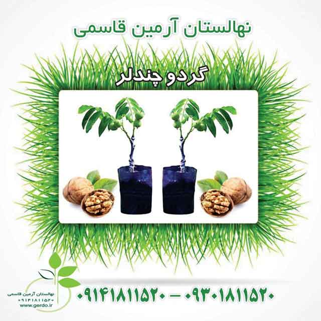 تصاویر نهال گردو چندلر پیوندی
