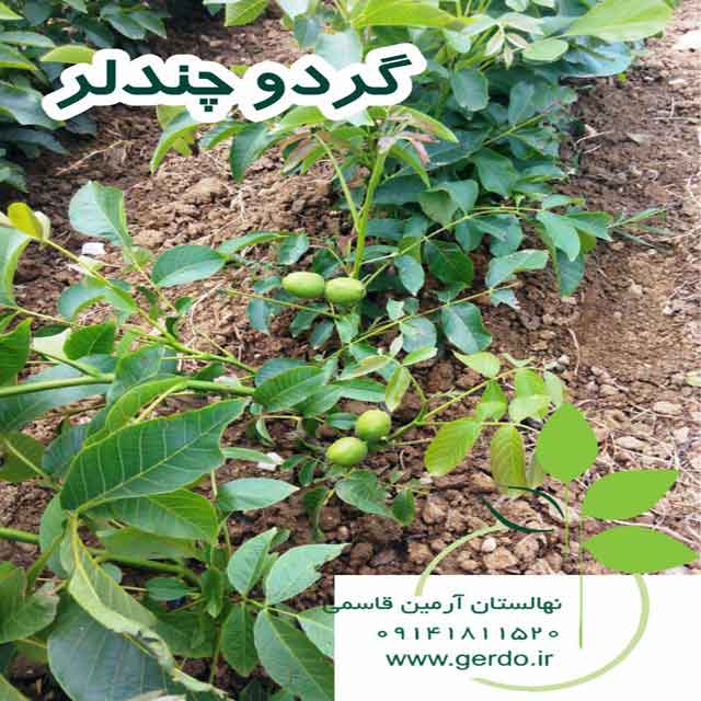 تصاویر نهال گردو چندلر پیوندی