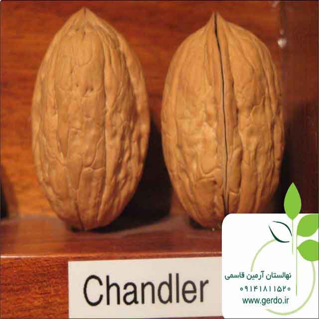 تصاویر نهال گردو چندلر پیوندی