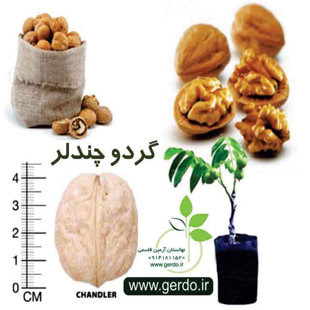 تصاویر نهال گردو چندلر پیوندی