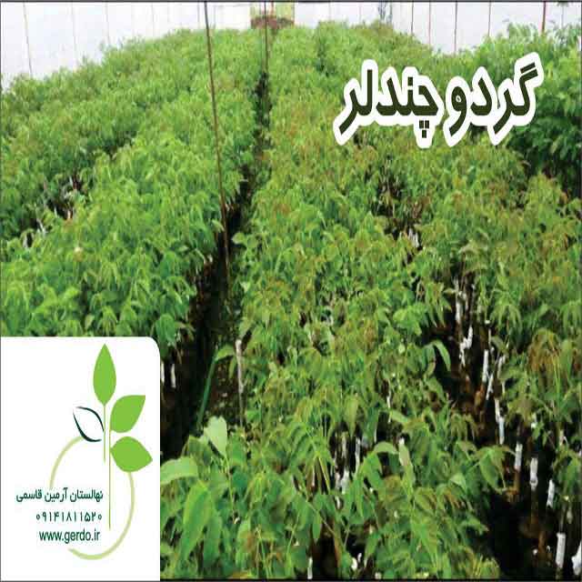 تصاویر نهال گردو چندلر پیوندی