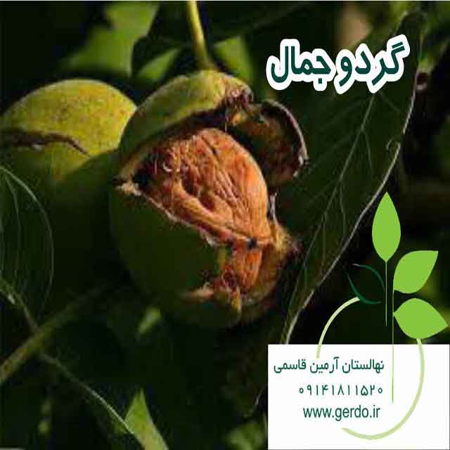 تصاویر نهال گردو رقم جمال 