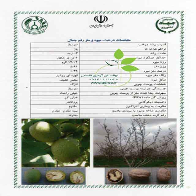 تصاویر نهال گردو رقم جمال 