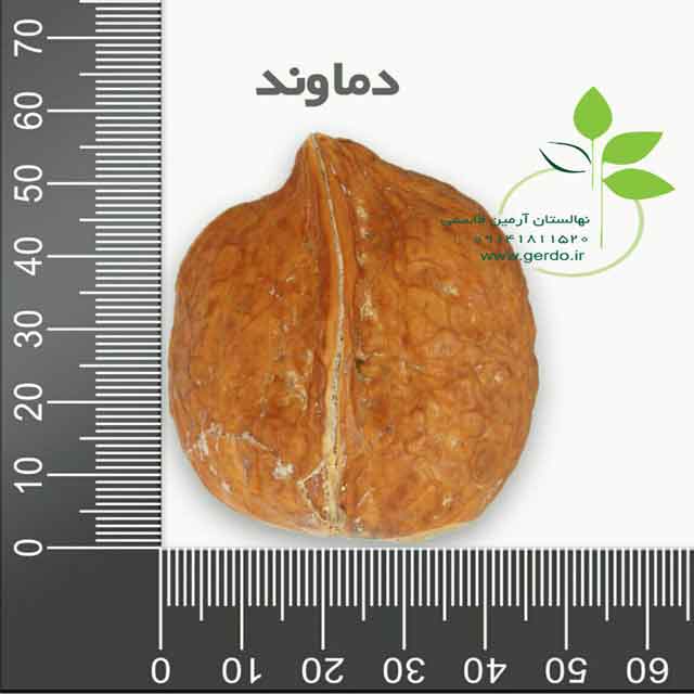 تصاویر نهال گردو دماوند 