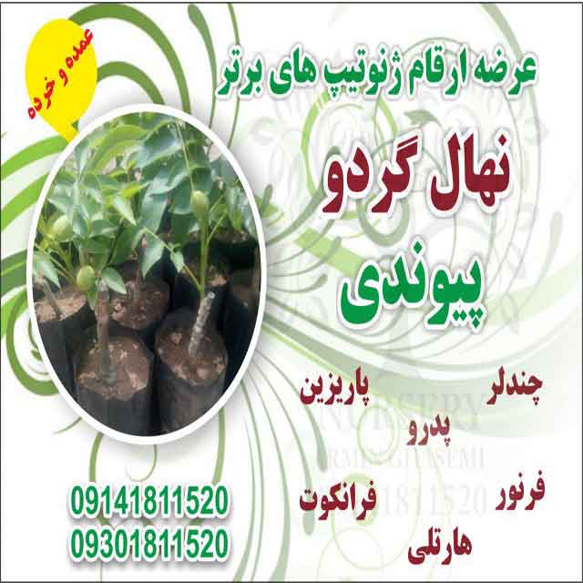 تصاویر نهال گردو دماوند 