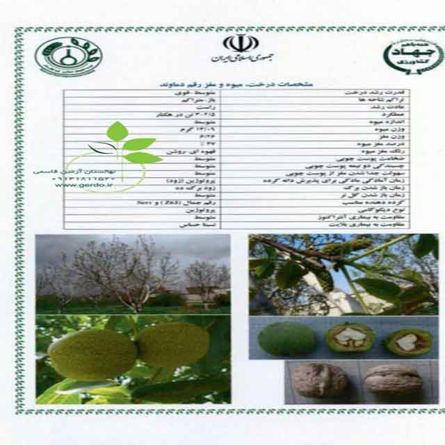 تصاویر نهال گردو دماوند 