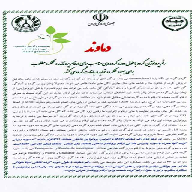 تصاویر نهال گردو دماوند 