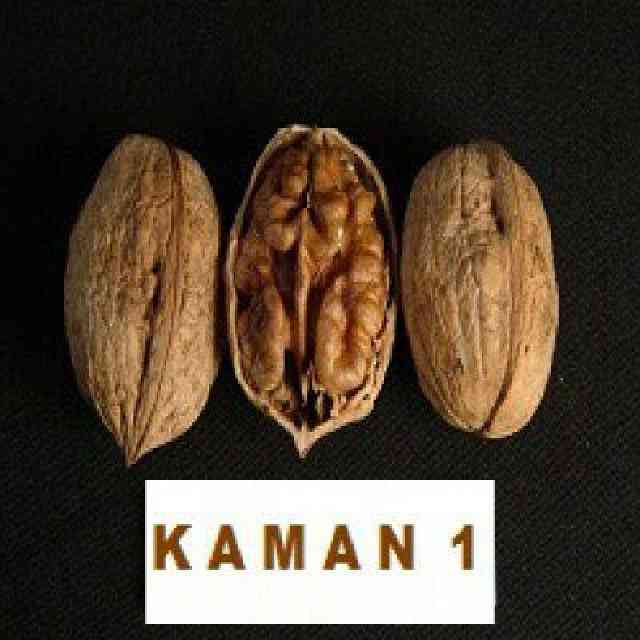 تصاویر نهال گردو کاما پیوندی 