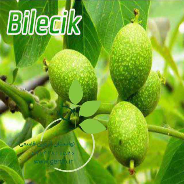 تصاویر نهال گردو بیلچک 