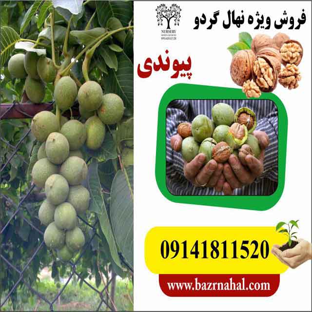تصاویر نهال گردو بیلچک 