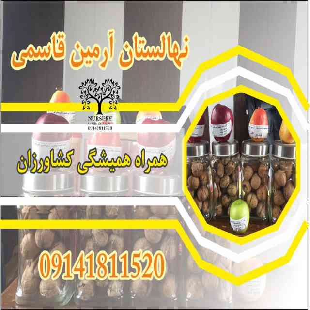 تصاویر نهال گردو شبین 