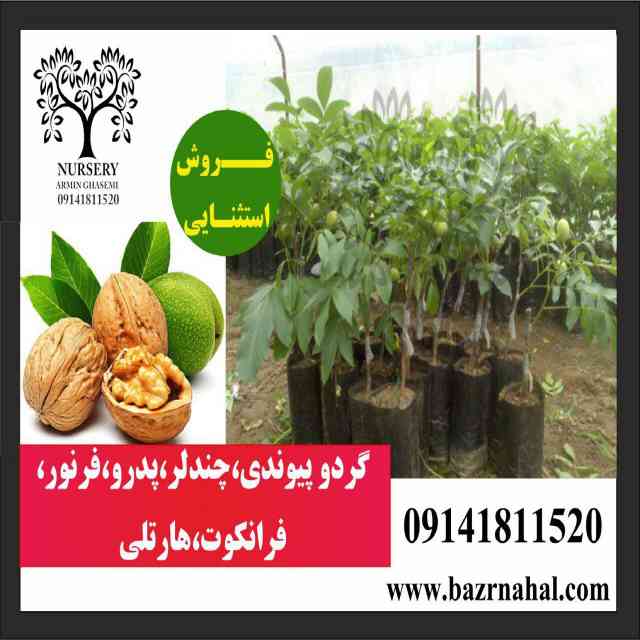 تصاویر نهال گردو شبین 