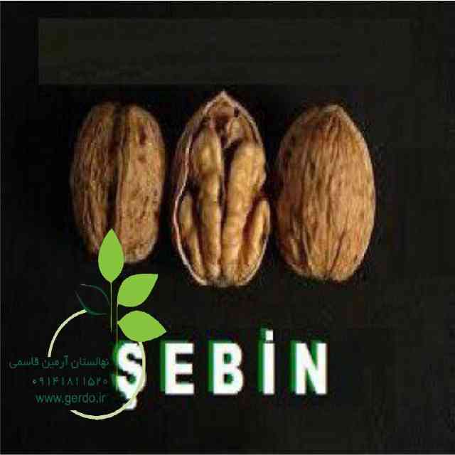 تصاویر نهال گردو شبین 