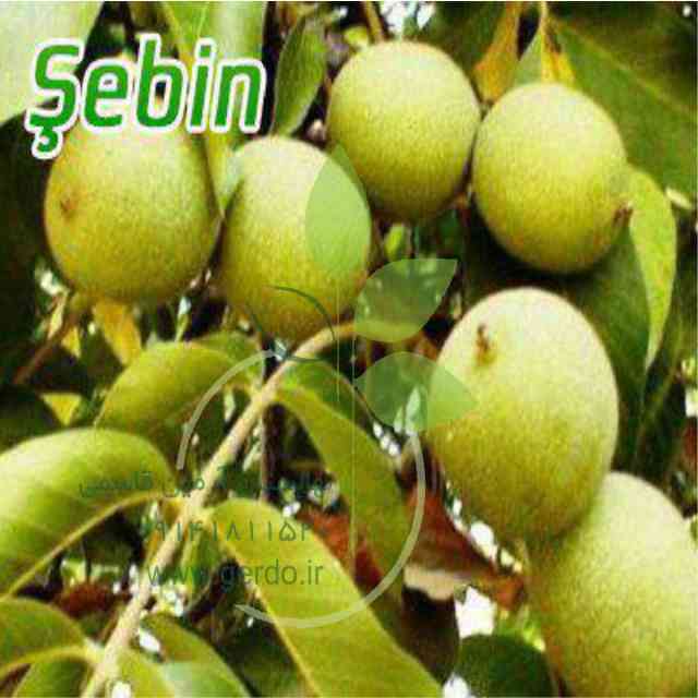 تصاویر نهال گردو شبین 