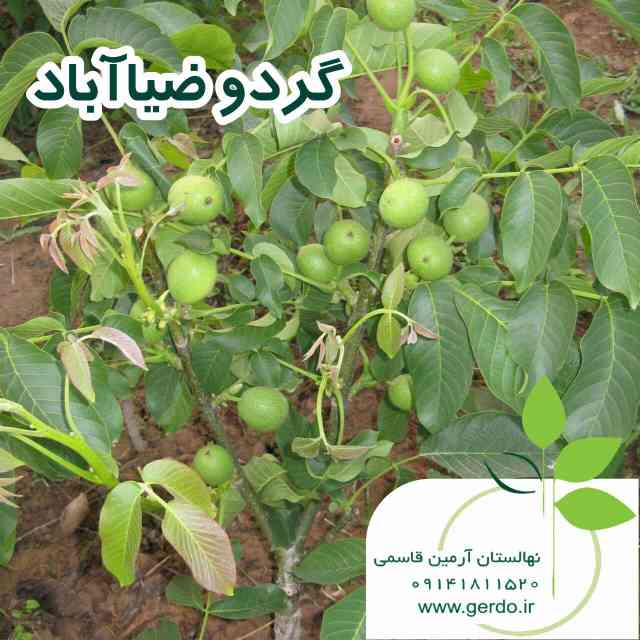 تصاویر نهال گردو ضیاء آباد قودآقوز