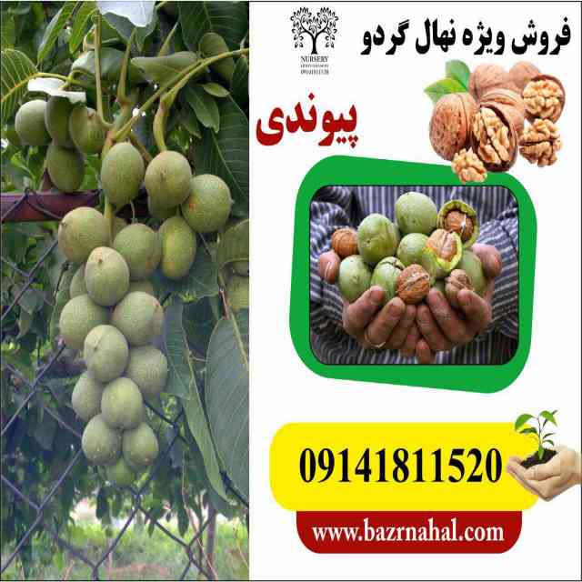 تصاویر نهال گردو ضیاء آباد قودآقوز