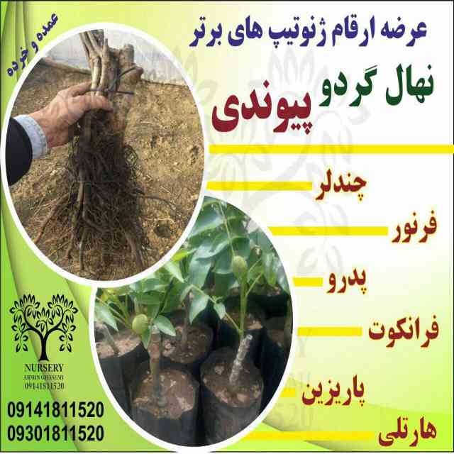 تصاویر نهال گردو ضیاء آباد قودآقوز