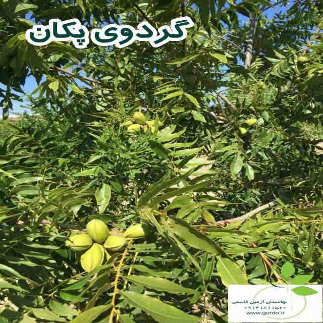 تصاویر نهال گردو پکان آمریکایی 