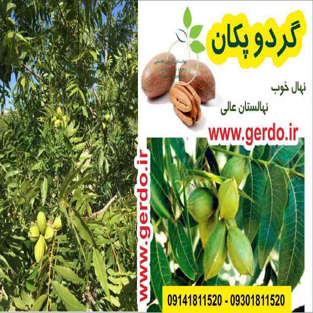 تصاویر نهال گردو پکان آمریکایی 