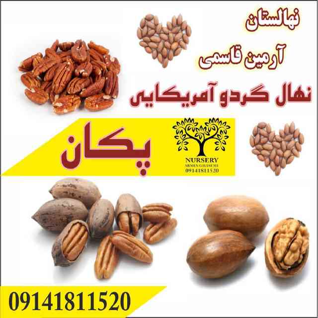 تصاویر نهال گردو پکان آمریکایی 