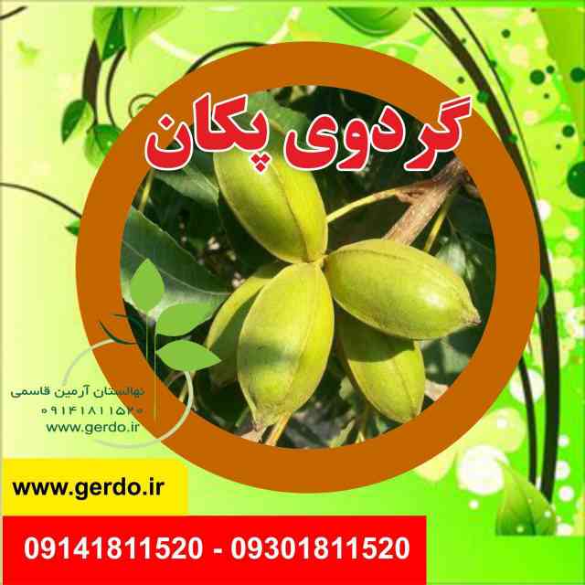 تصاویر نهال گردو پکان آمریکایی 