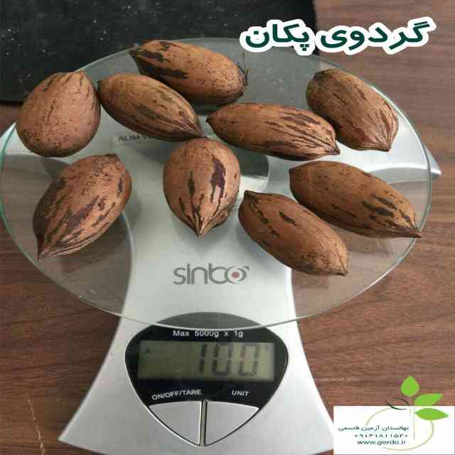 تصاویر نهال گردو پکان آمریکایی 