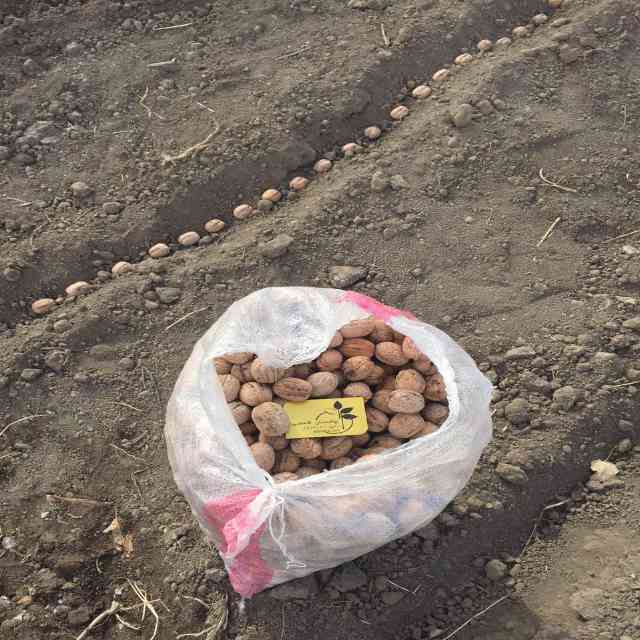تصاویر بذر گردو خوشه ای 