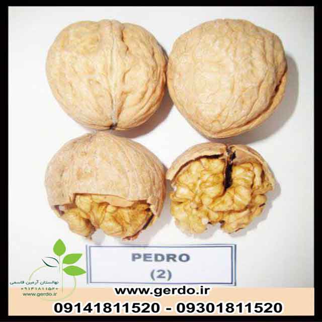 تصاویر نهال گردو پدرو پیوندی 