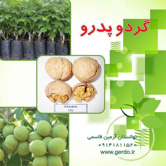 تصاویر نهال گردو پدرو پیوندی 