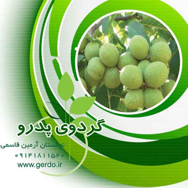 تصاویر نهال گردو پدرو پیوندی 