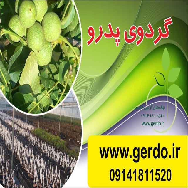 تصاویر نهال گردو پدرو پیوندی 
