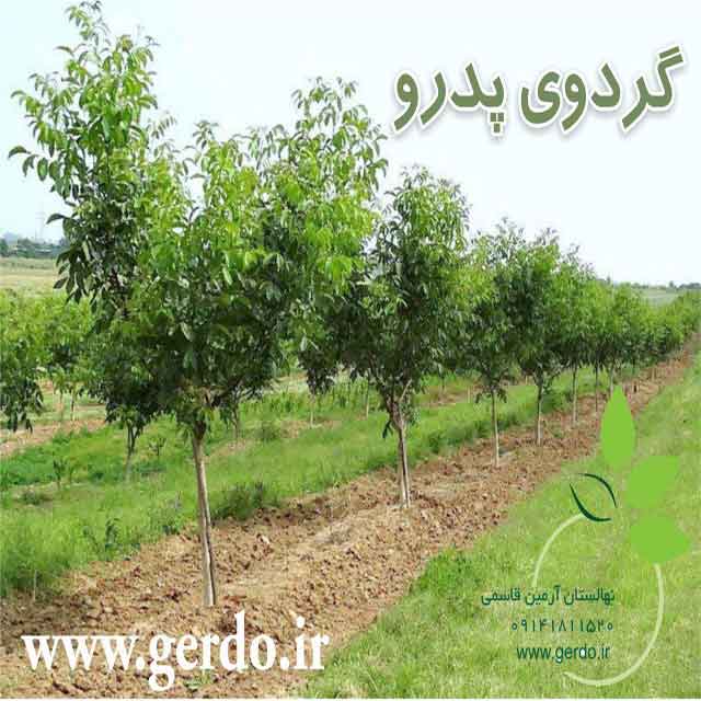 تصاویر نهال گردو پدرو پیوندی 