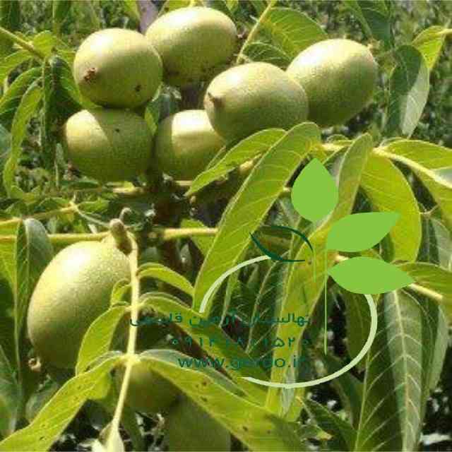تصاویر نهال گردو سجنو 