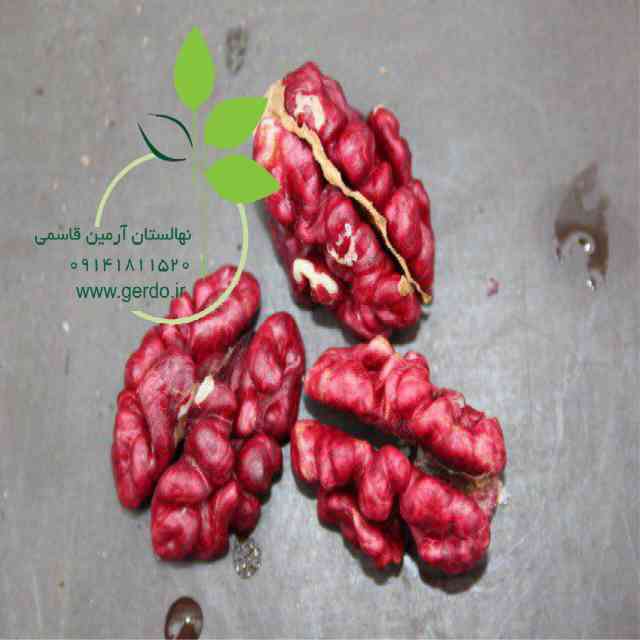 تصاویر نهال گردو تو سرخ پیوندی 