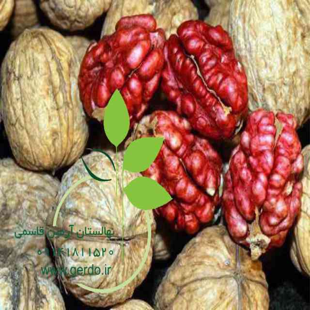 تصاویر نهال گردو تو سرخ پیوندی 