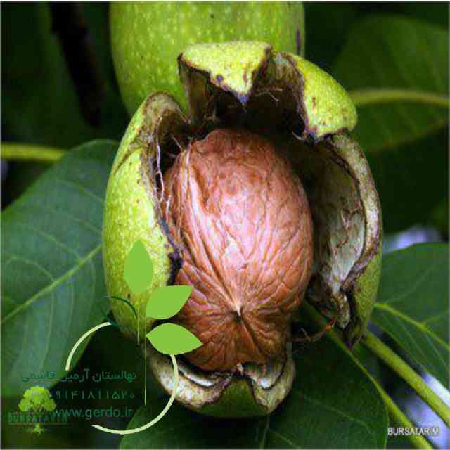 تصاویر نهال گردو پاریزین 