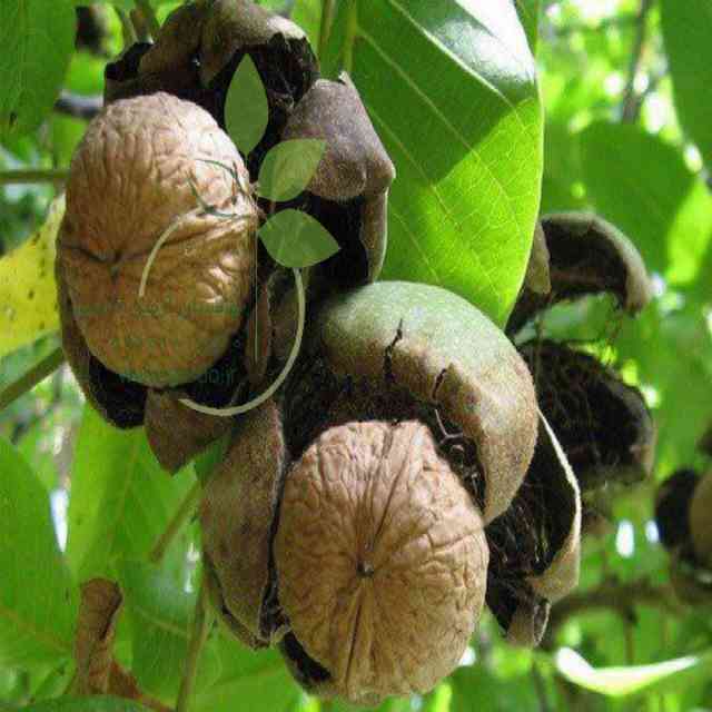 تصاویر نهال گردو پاریزین 
