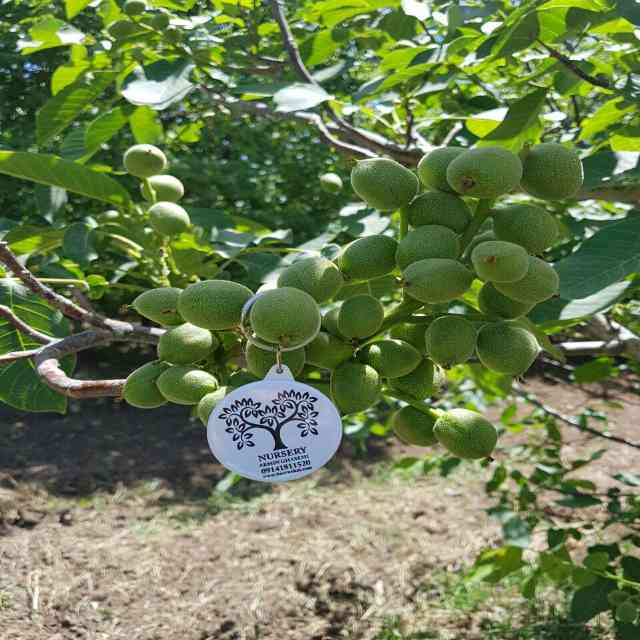 تصاویر نهال گردو ژنوتیپ رویال قاسمی