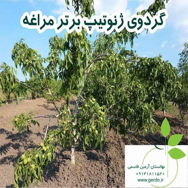 تصاویر نهال گردو مراغه - ژنوتیپ برتر
