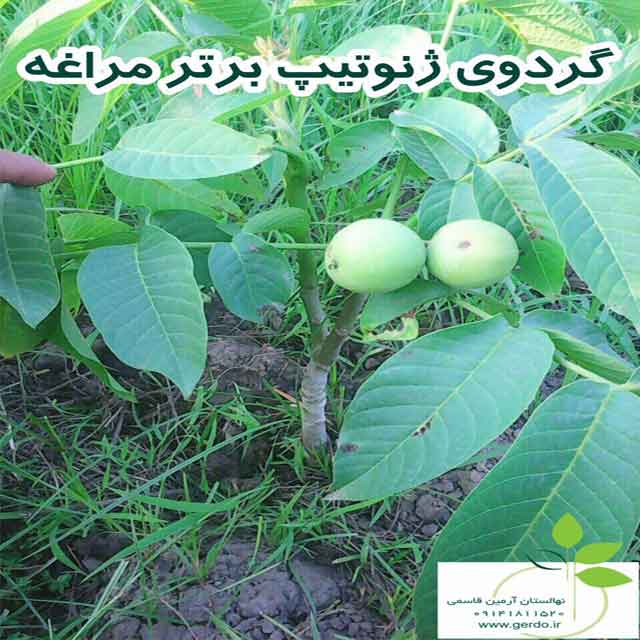 تصاویر نهال گردو مراغه - ژنوتیپ برتر