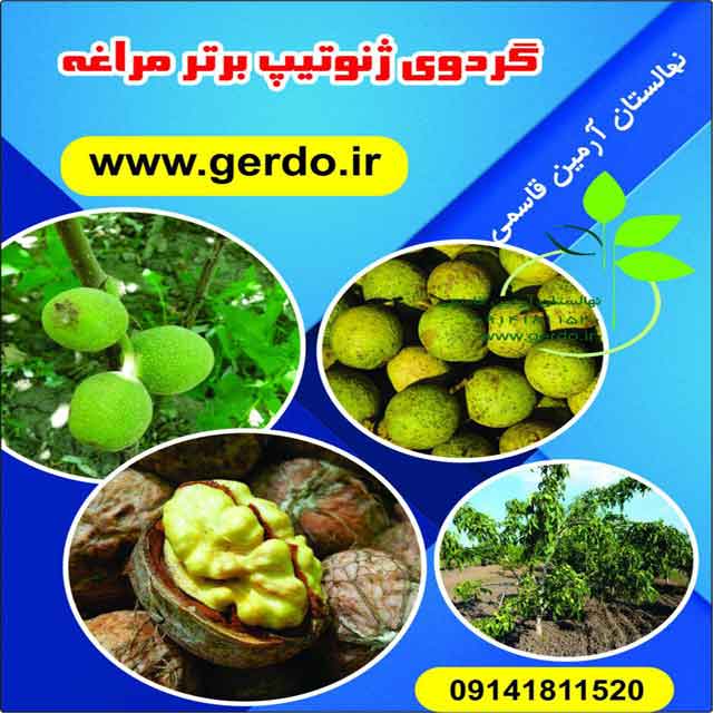 تصاویر نهال گردو مراغه - ژنوتیپ برتر