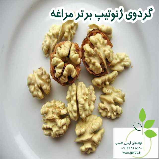 تصاویر نهال گردو مراغه - ژنوتیپ برتر