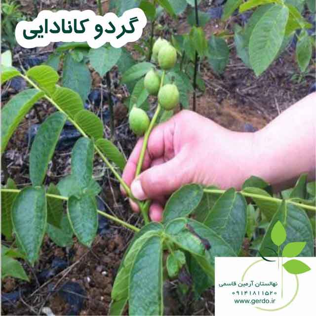 تصاویر نهال گردو کانادایی - ژنوتیپ برتر