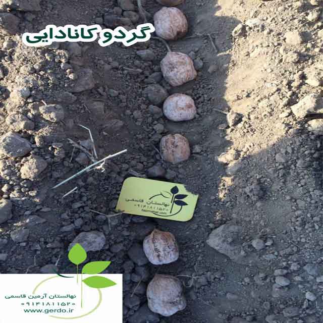 تصاویر نهال گردو کانادایی - ژنوتیپ برتر