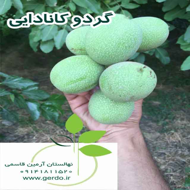 تصاویر نهال گردو کانادایی - ژنوتیپ برتر