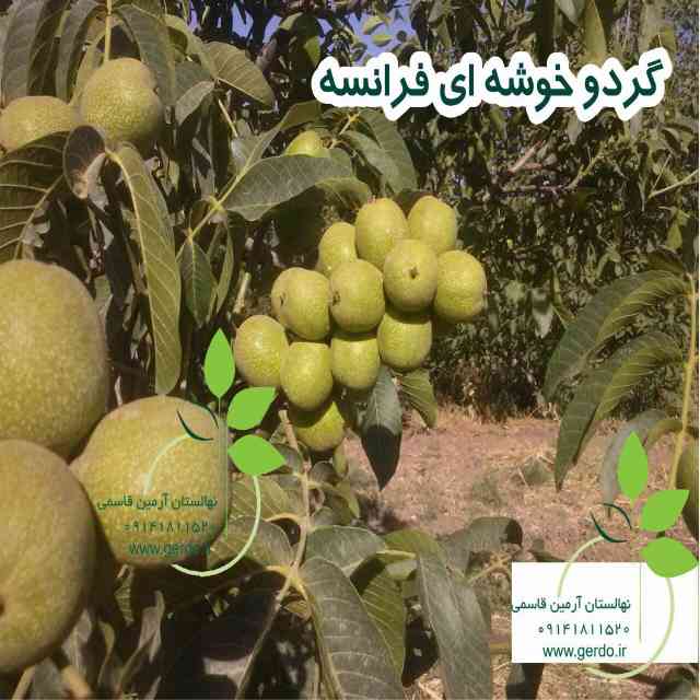 تصاویر نهال گردو خوشه ای فرانسوی - ژنوتیپ برتر