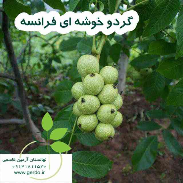 تصاویر نهال گردو خوشه ای فرانسوی - ژنوتیپ برتر