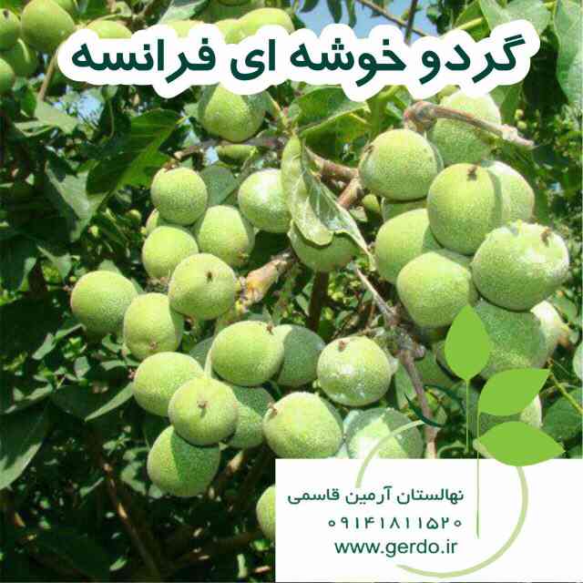تصاویر نهال گردو خوشه ای فرانسوی - ژنوتیپ برتر