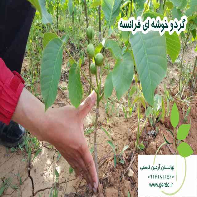 تصاویر نهال گردو خوشه ای فرانسوی - ژنوتیپ برتر
